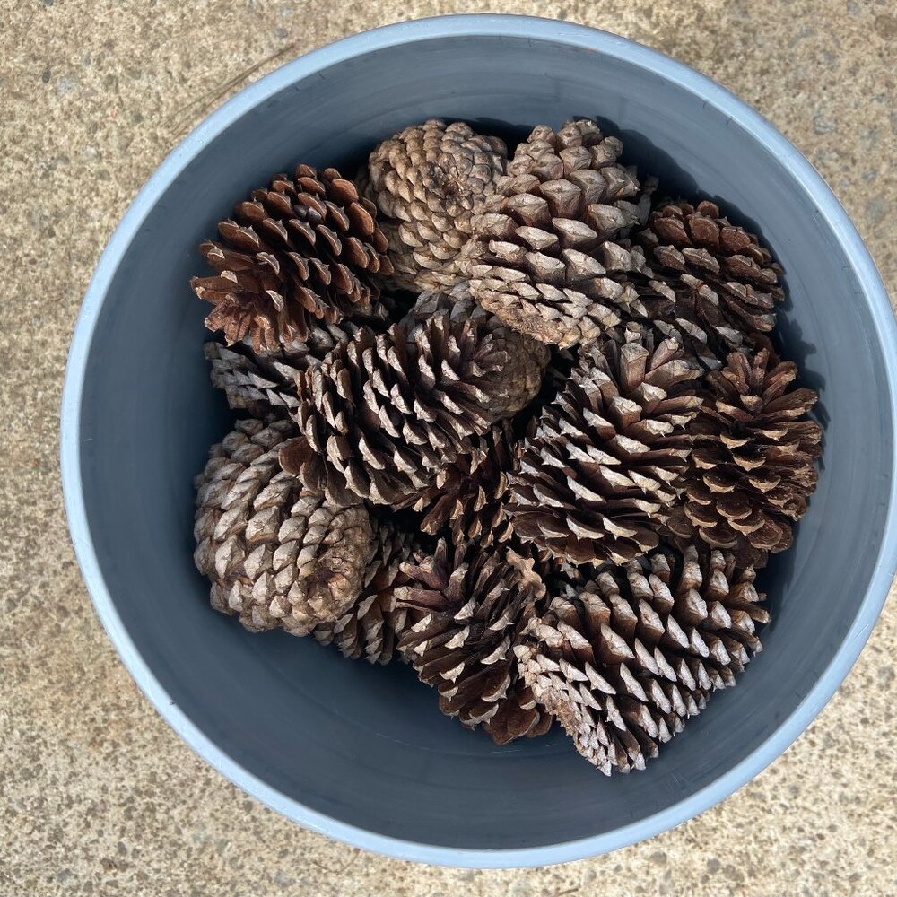 Pine Cones Fresh and Selected for Quality with Bucket Storage! Decor, Crafts!